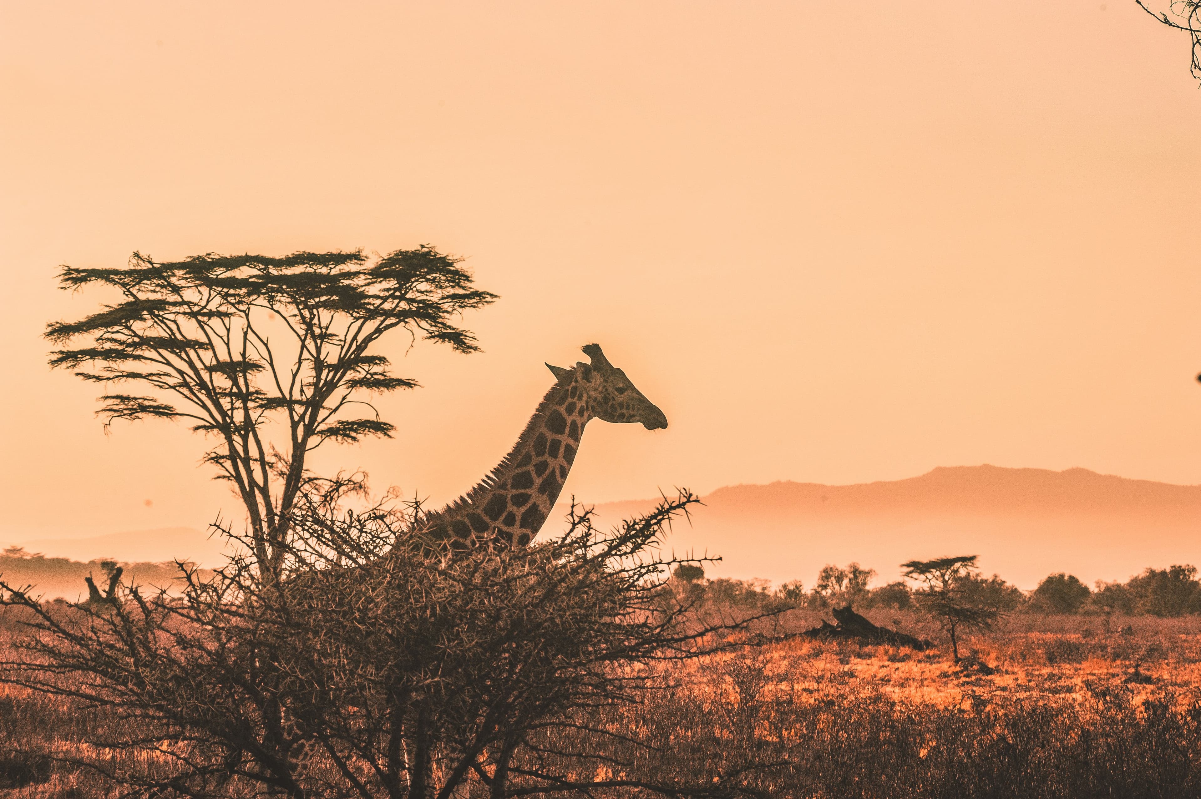 Walking with Samburu