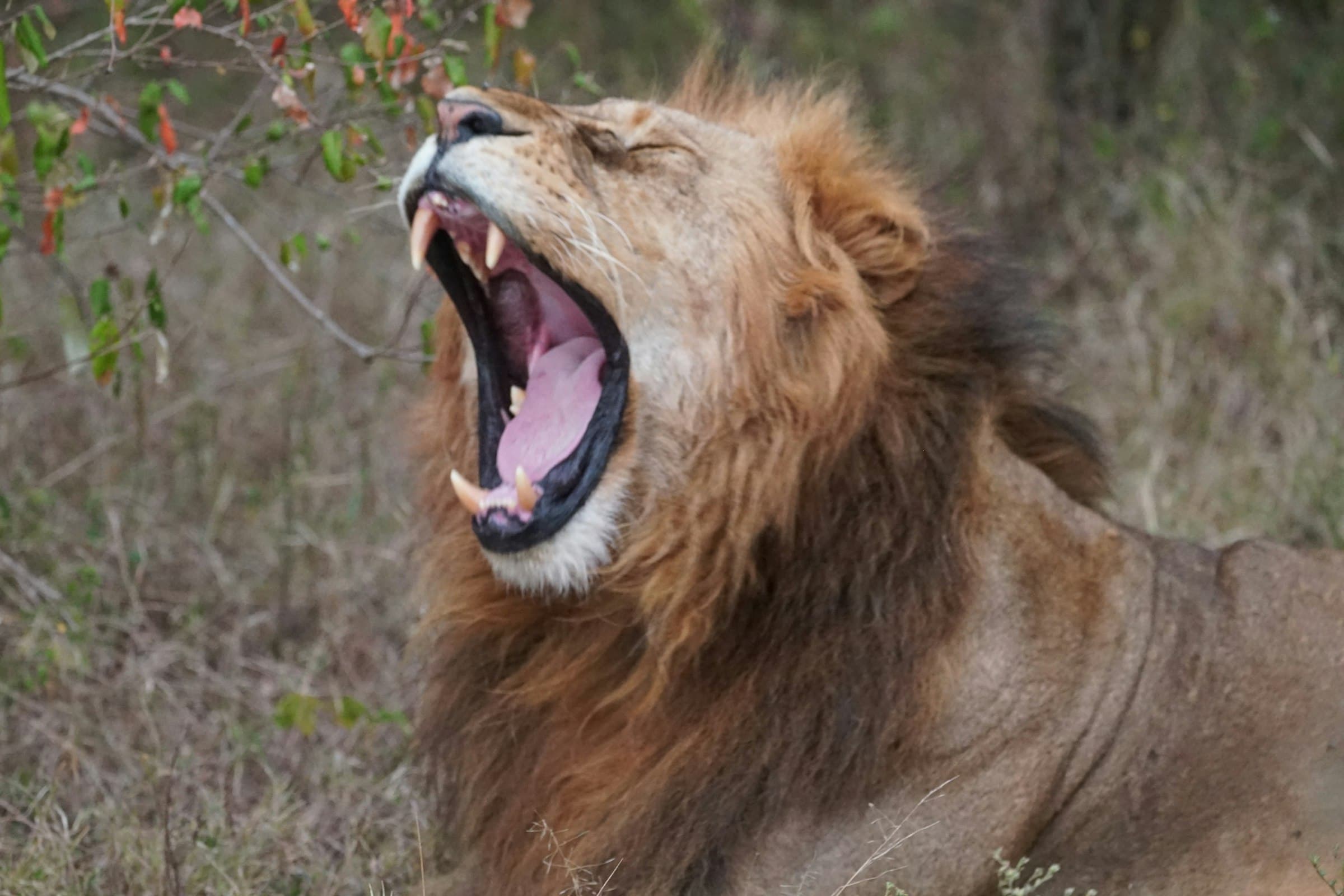 Entumoto Safari Camp safari accommodation
