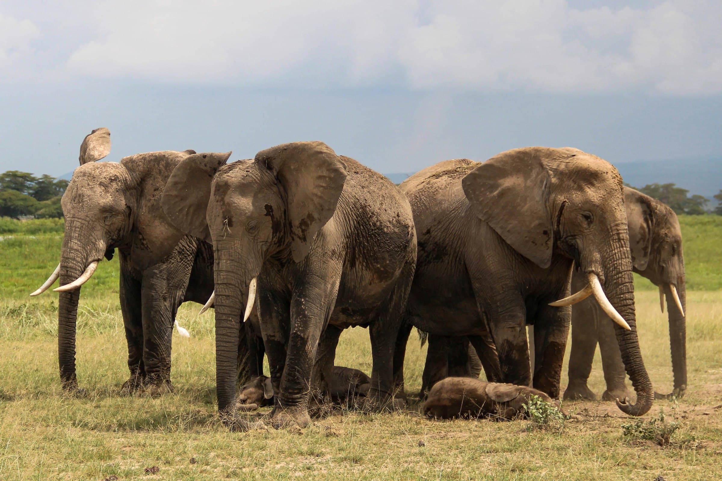 Amboseli Sopa Lodge safari accommodation