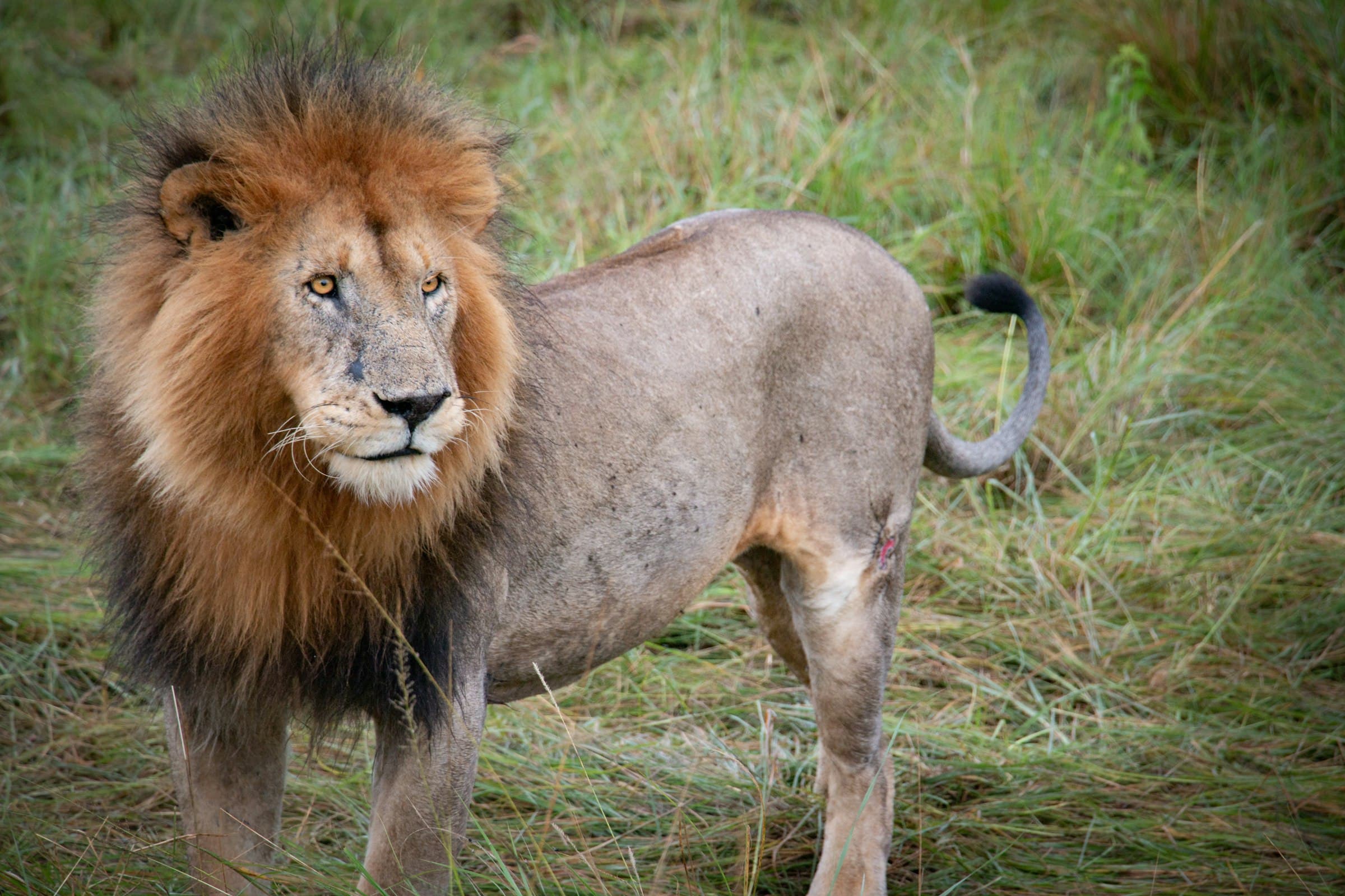 4-Day Maasai Mara Fly-in Safari safari experience